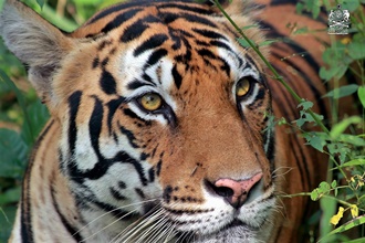 Tiger Portrait Kanha