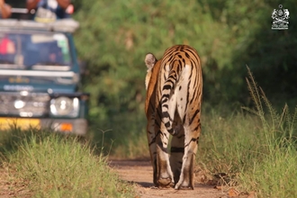 Tiger on road