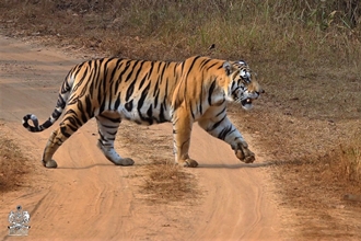 Tiger Scape