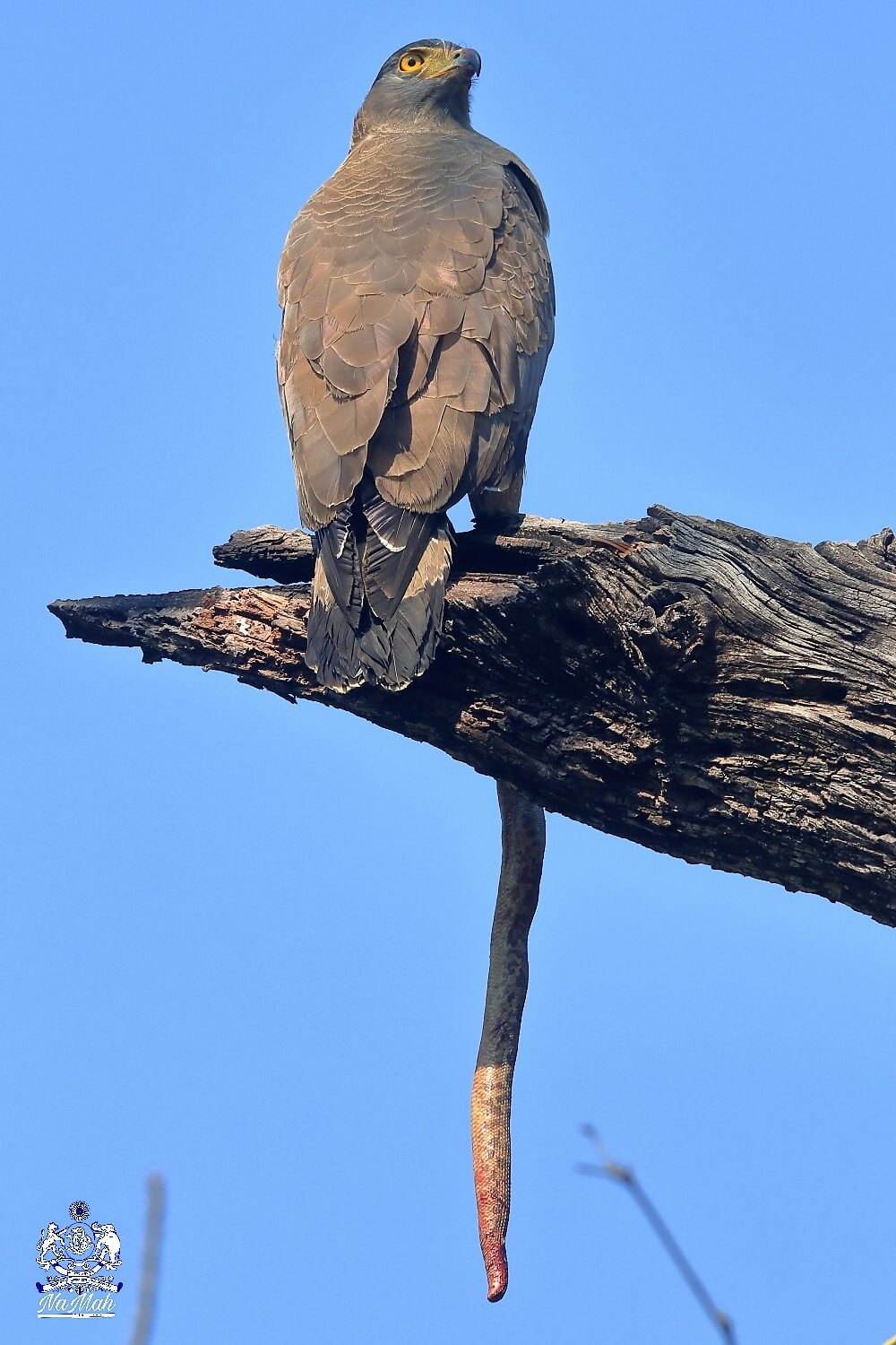 Serpent eagle Bird eating snake kill sitting on tree top