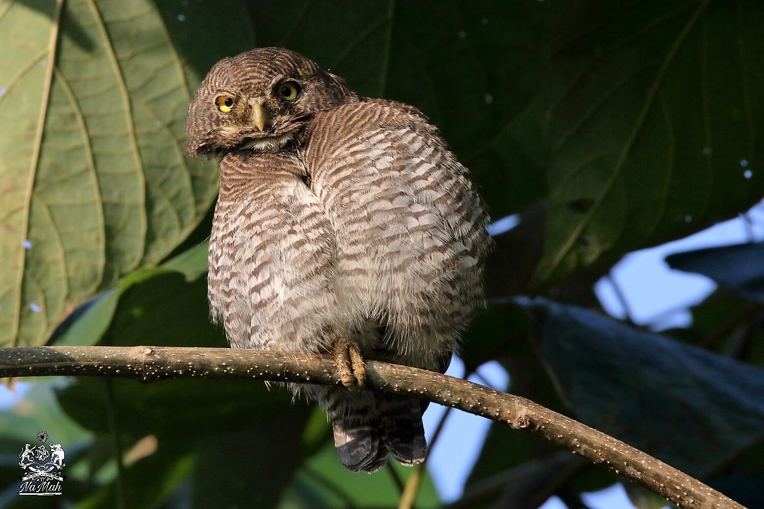 Owlet looking for prey clicked while on bird watching