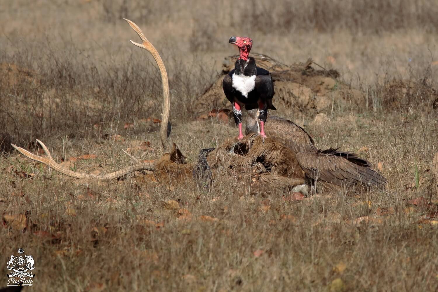 King Vulture on kill finishing last bits of Swamp deer kill