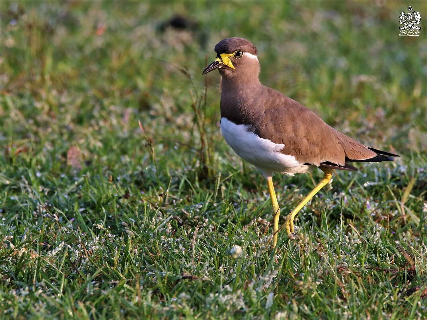 Yellow Wattled Lapwing can be seen in Kanha national park