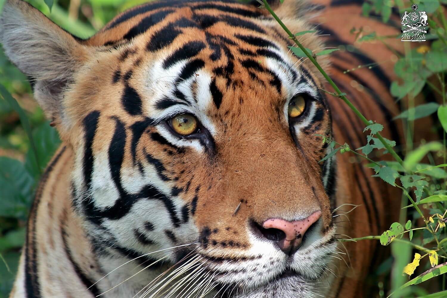 Tiger close up portrait photograph from Kanha National Park

