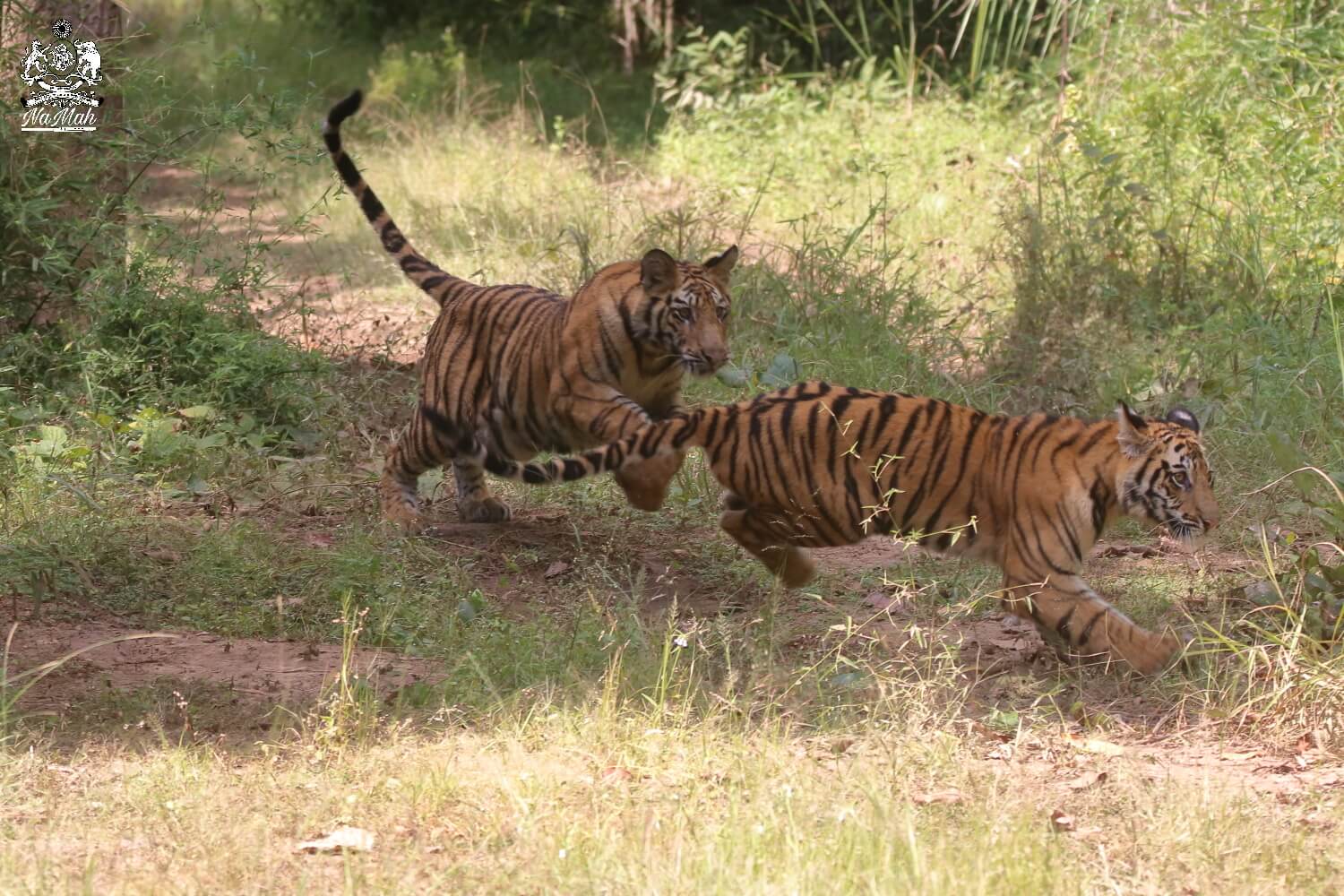 Tiger cubs playing in forest of Bandhavgarh
