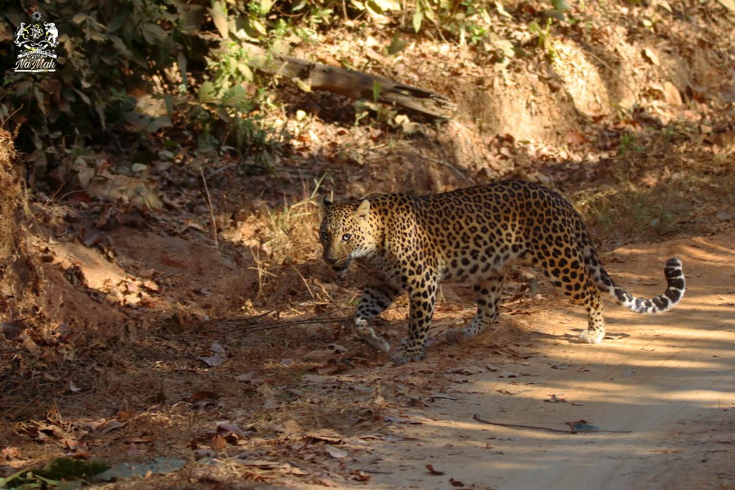 Leopard crossing road in national park
