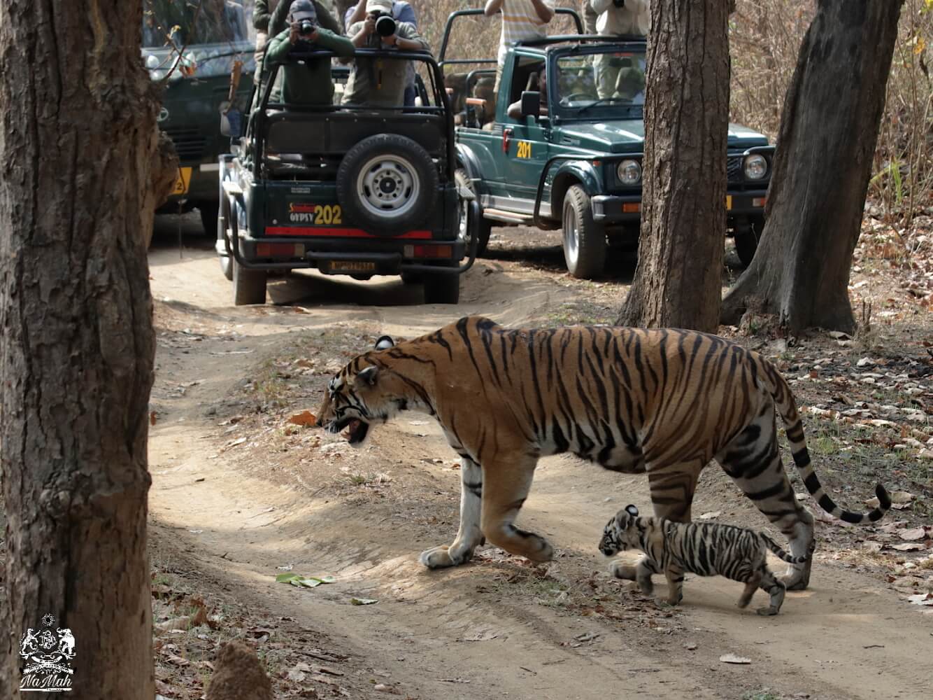 Tigeress Choti Mada walking on road with her cub in jungle of Kanha
