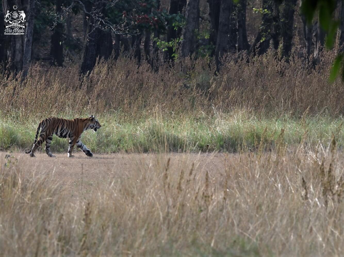 Tiger walking in its home forest, habitat photograph
