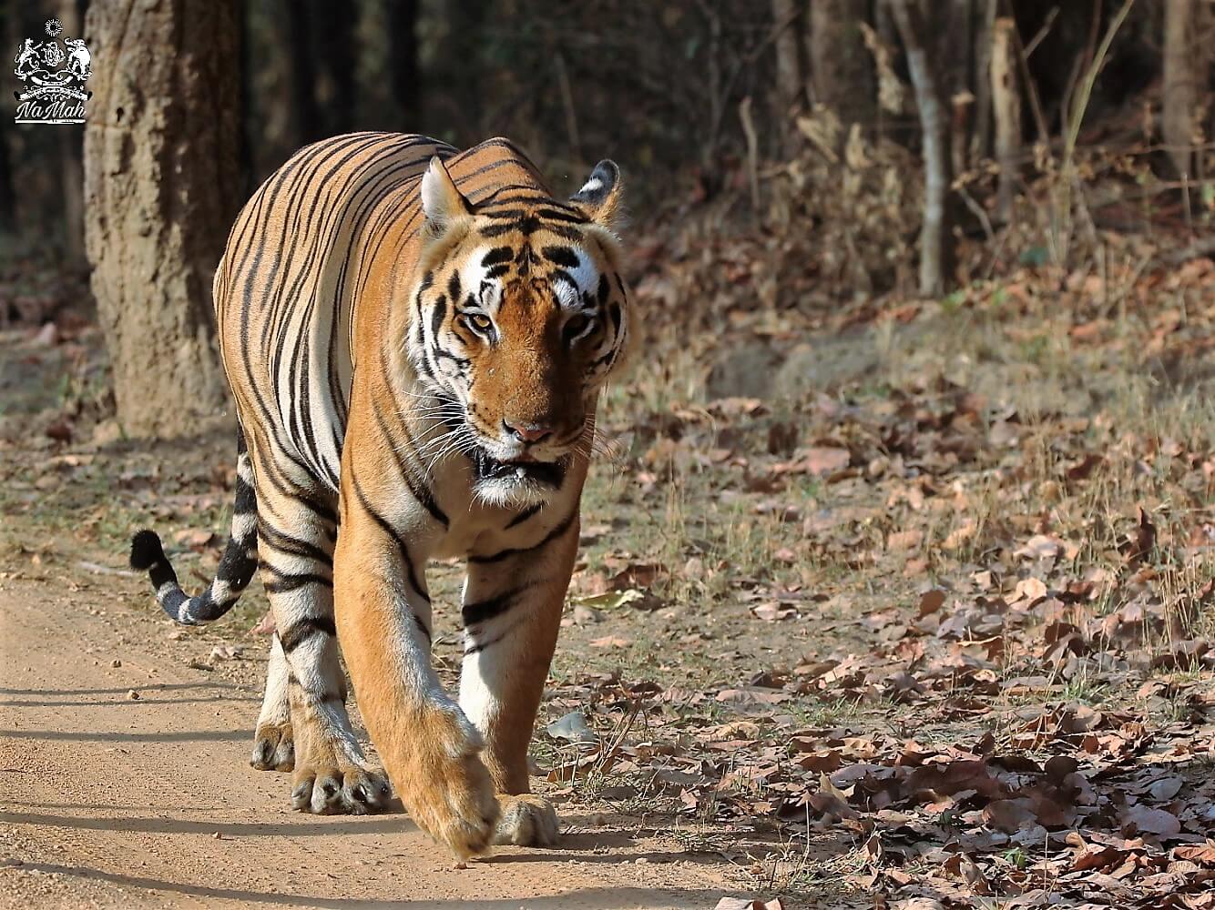 Chota Munna Tiger of Kanha walking on safari road
