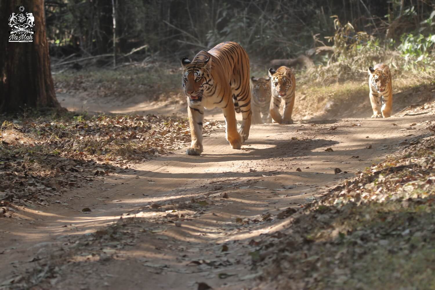 Tigress Dhawajhandi of Kanha with her cubs taking a walk Head on shot
